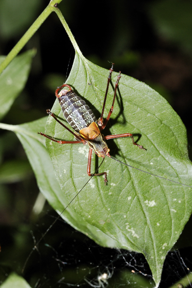 Barbitistes serricauda ??